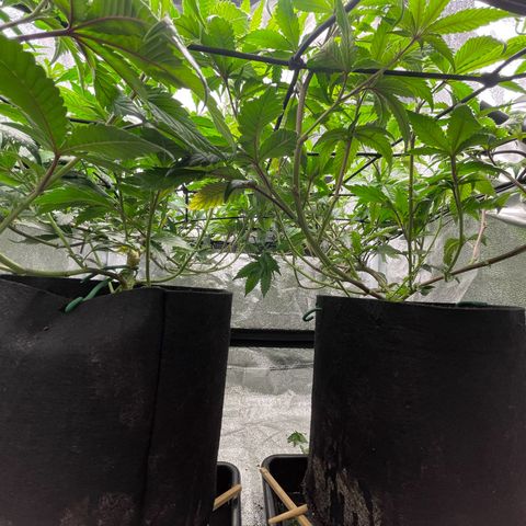 Radical Juice/shopclone growlog timeline photo