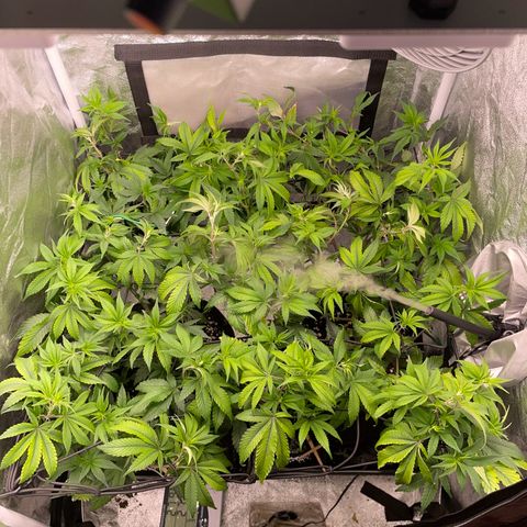 Radical Juice/shopclone growlog timeline photo