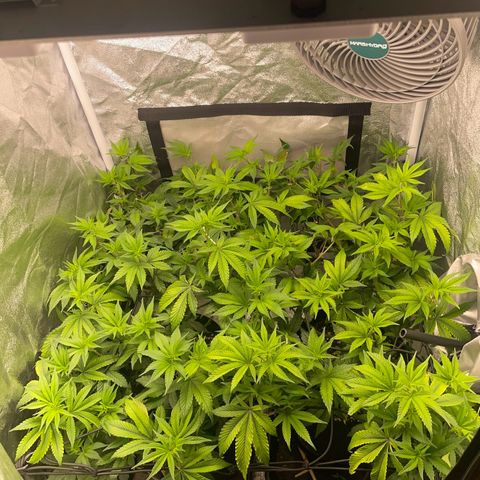 Radical Juice/shopclone growlog timeline photo
