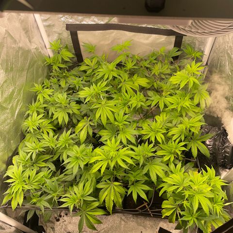 Radical Juice/shopclone growlog timeline photo