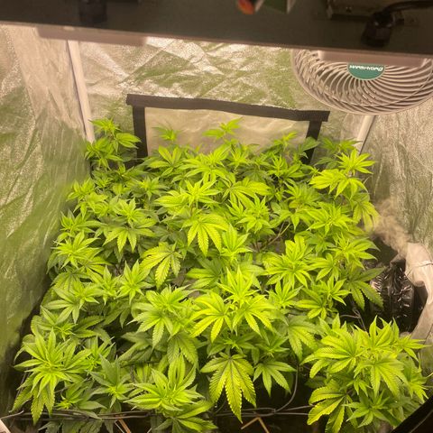 Radical Juice/shopclone growlog timeline photo