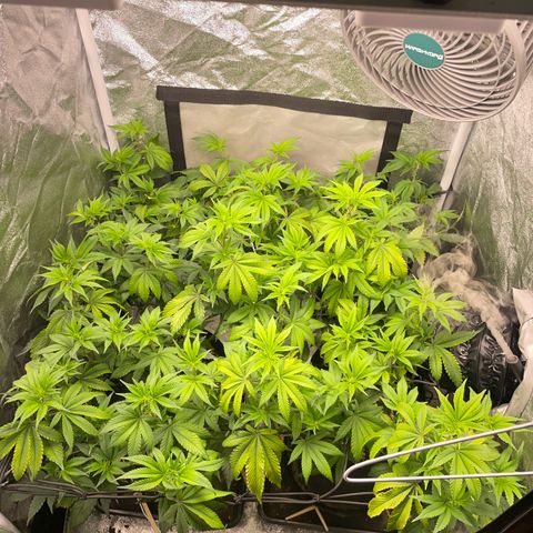 Radical Juice/shopclone growlog timeline photo
