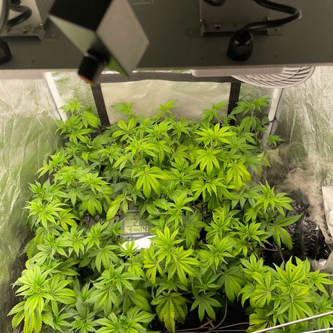 Radical Juice/shopclone growlog timeline photo