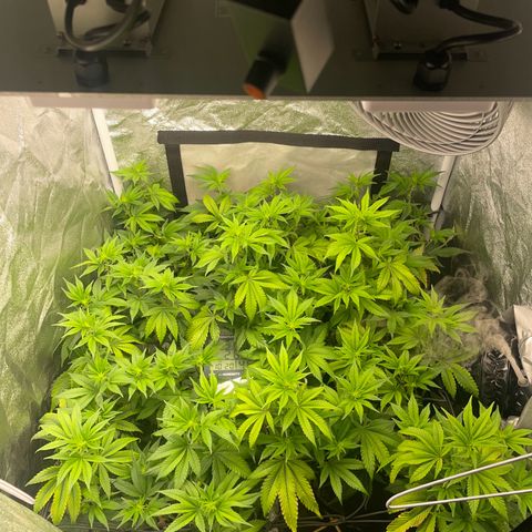 Radical Juice/shopclone growlog timeline photo