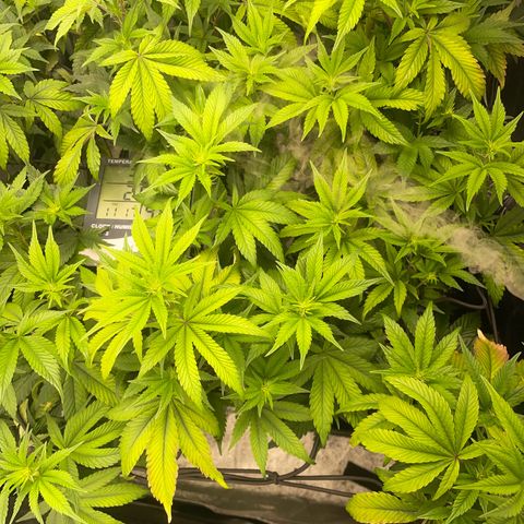 Radical Juice/shopclone growlog timeline photo