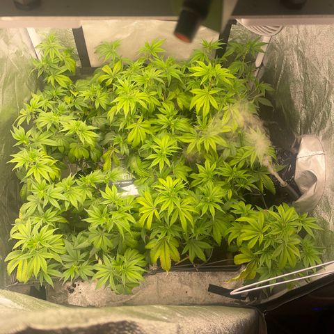 Radical Juice/shopclone growlog timeline photo