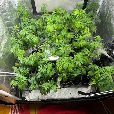 Radical Juice/shopclone growlog photo: dehydrated