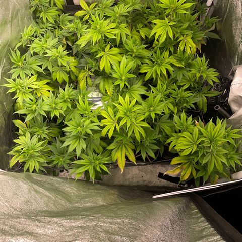 Radical Juice/shopclone growlog photo: rehydrated