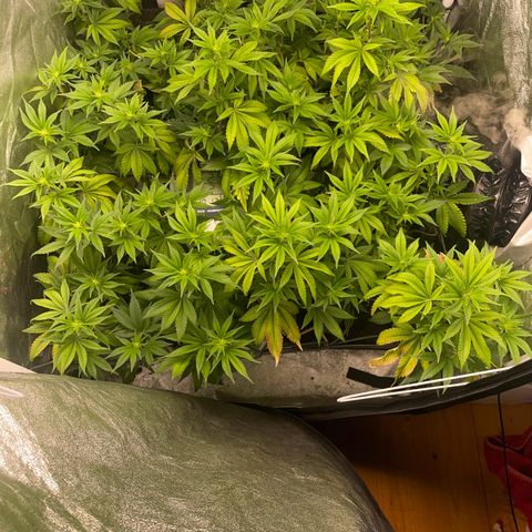 Radical Juice/shopclone growlog timeline photo