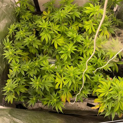 Radical Juice/shopclone growlog timeline photo