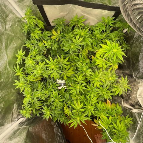 Radical Juice/shopclone growlog timeline photo