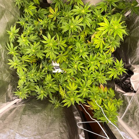 Radical Juice/shopclone growlog timeline photo