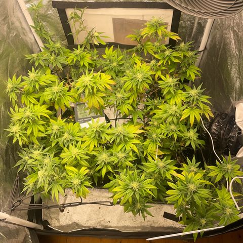 Radical Juice/shopclone growlog timeline photo