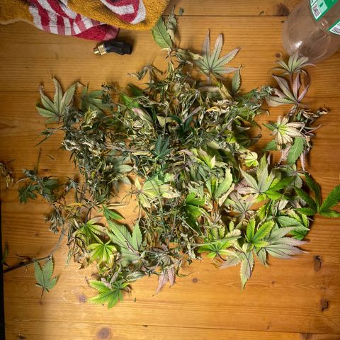 Radical Juice/shopclone growlog timeline photo