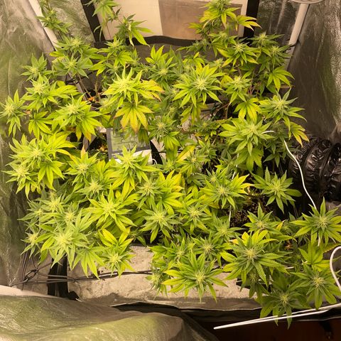 Radical Juice/shopclone growlog timeline photo