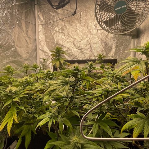 Radical Juice/shopclone growlog timeline photo