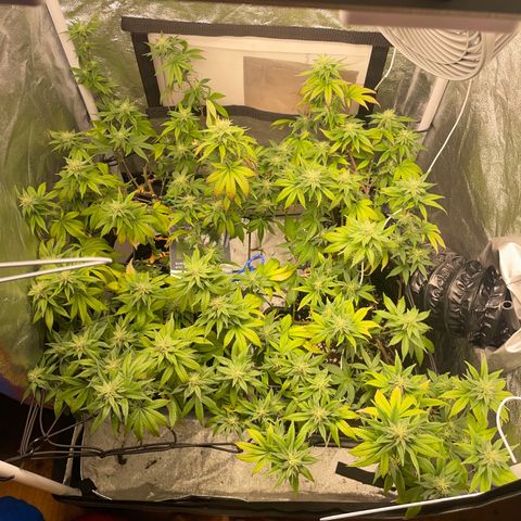 Radical Juice/shopclone growlog timeline photo