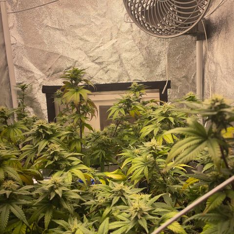 Radical Juice/shopclone growlog timeline photo