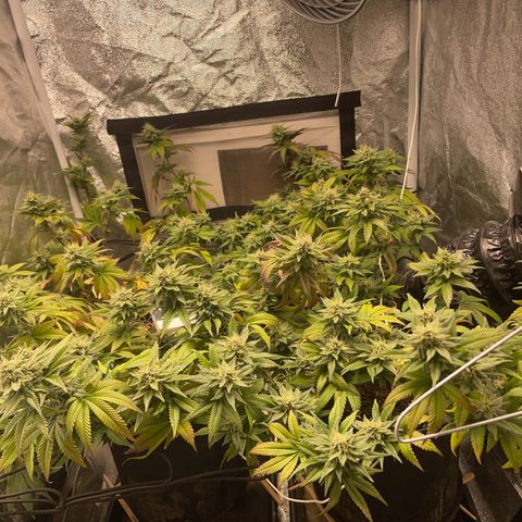 Radical Juice/shopclone growlog timeline photo