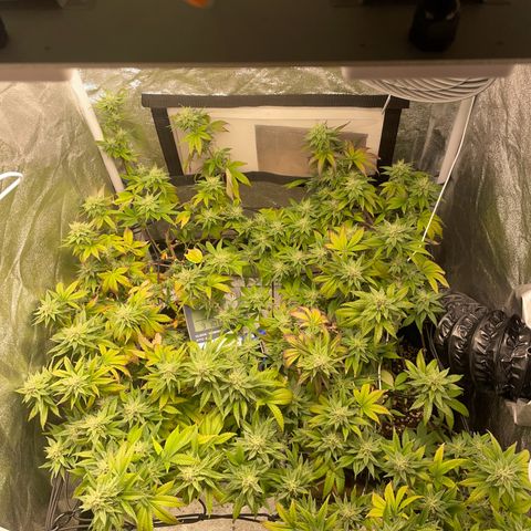 Radical Juice/shopclone growlog timeline photo