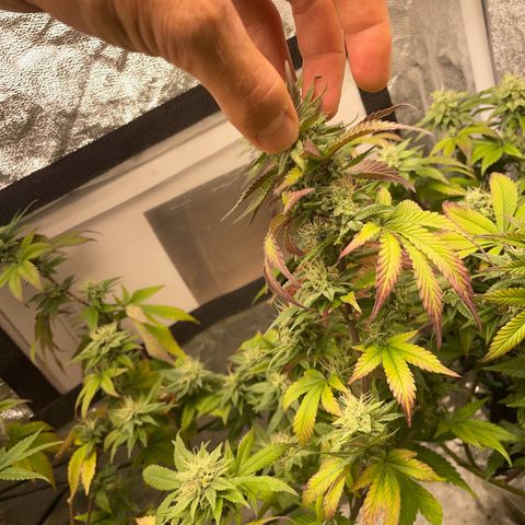 Radical Juice/shopclone growlog timeline photo