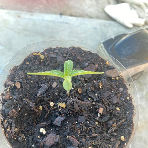 OG Kush growlog timeline photo