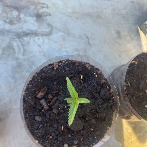 OGKZ growlog timeline photo
