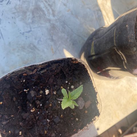 OG Kush growlog timeline photo