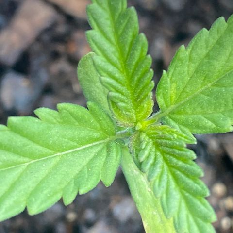 OG Kush growlog timeline photo
