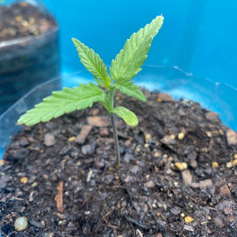 OG Kush growlog timeline photo