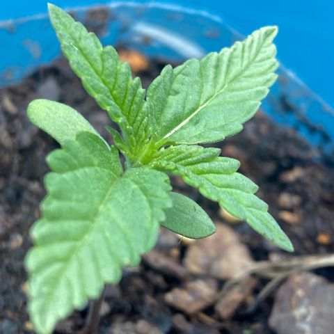 OGKZ growlog timeline photo