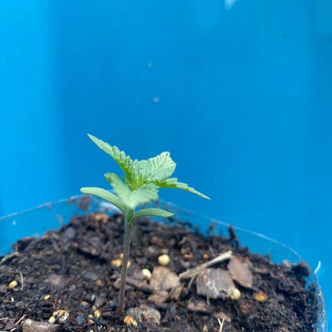 OGKZ growlog timeline photo