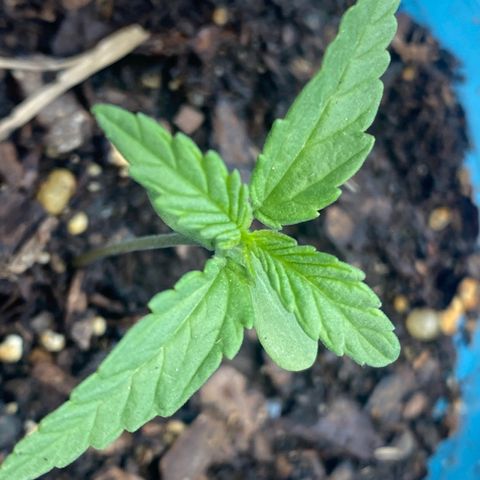 OG Kush growlog timeline photo