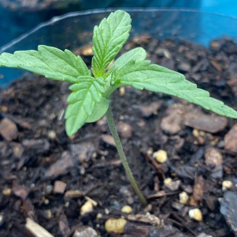 OG Kush growlog timeline photo