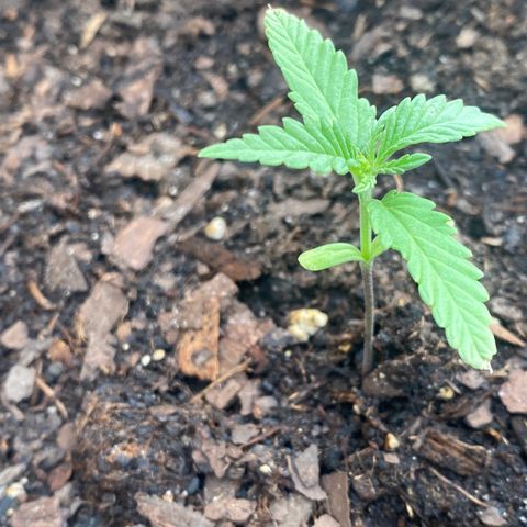 OG Kush growlog timeline photo