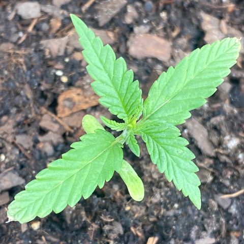 OG Kush growlog timeline photo
