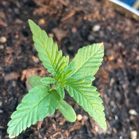 OGKZ growlog timeline photo