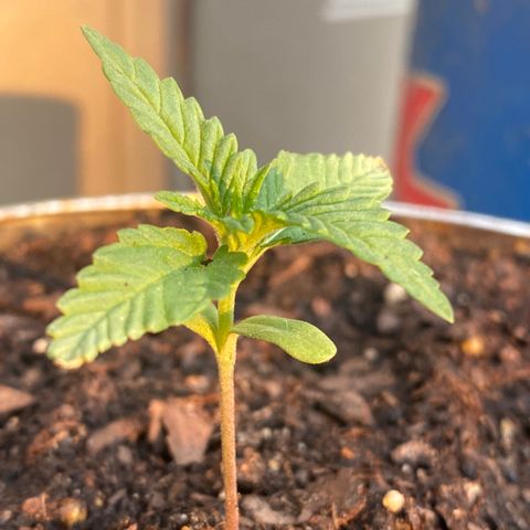 OGKZ growlog timeline photo