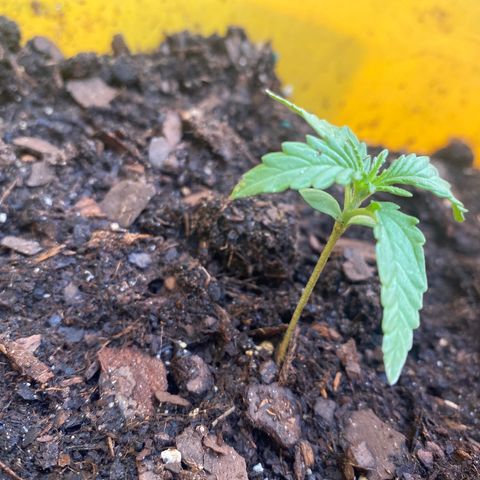 OG Kush growlog timeline photo