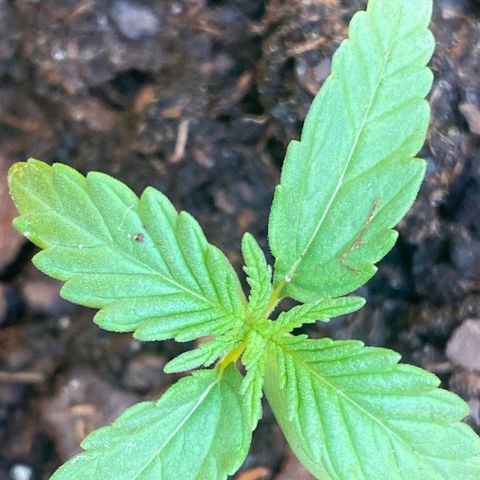 OG Kush growlog timeline photo