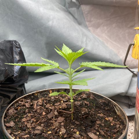 OGKZ growlog timeline photo