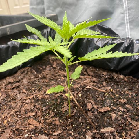 OG Kush growlog timeline photo