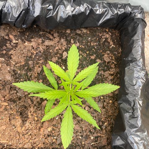 OG Kush growlog timeline photo