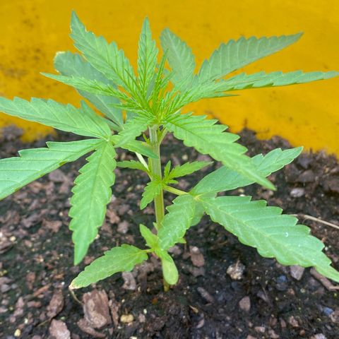 OG Kush growlog timeline photo