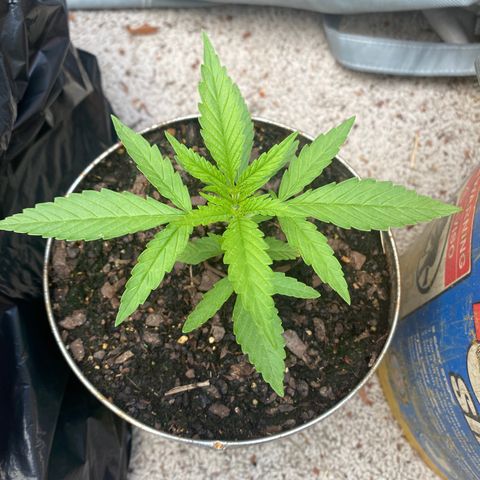 OGKZ growlog timeline photo