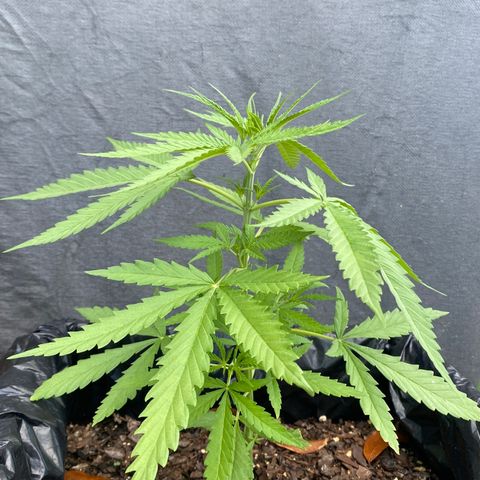 OG Kush growlog timeline photo
