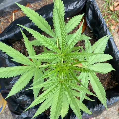 OG Kush growlog timeline photo
