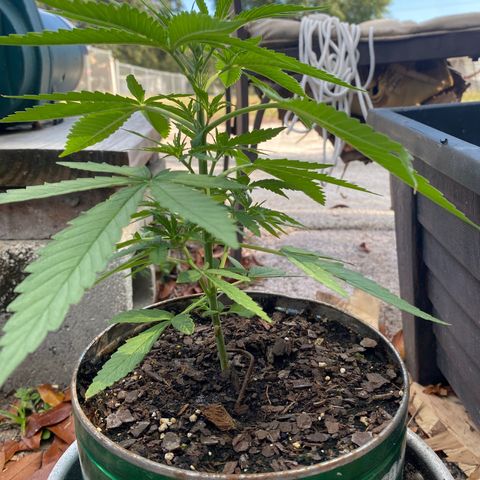 OGKZ growlog timeline photo