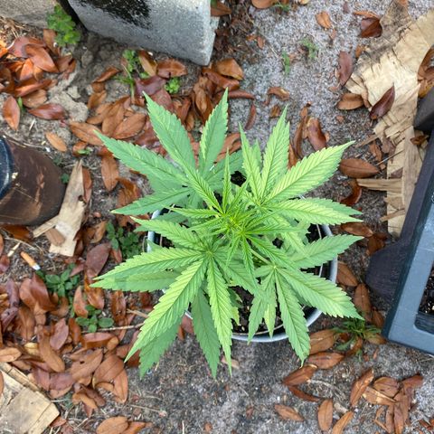 OGKZ growlog timeline photo