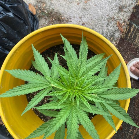 OG Kush growlog timeline photo